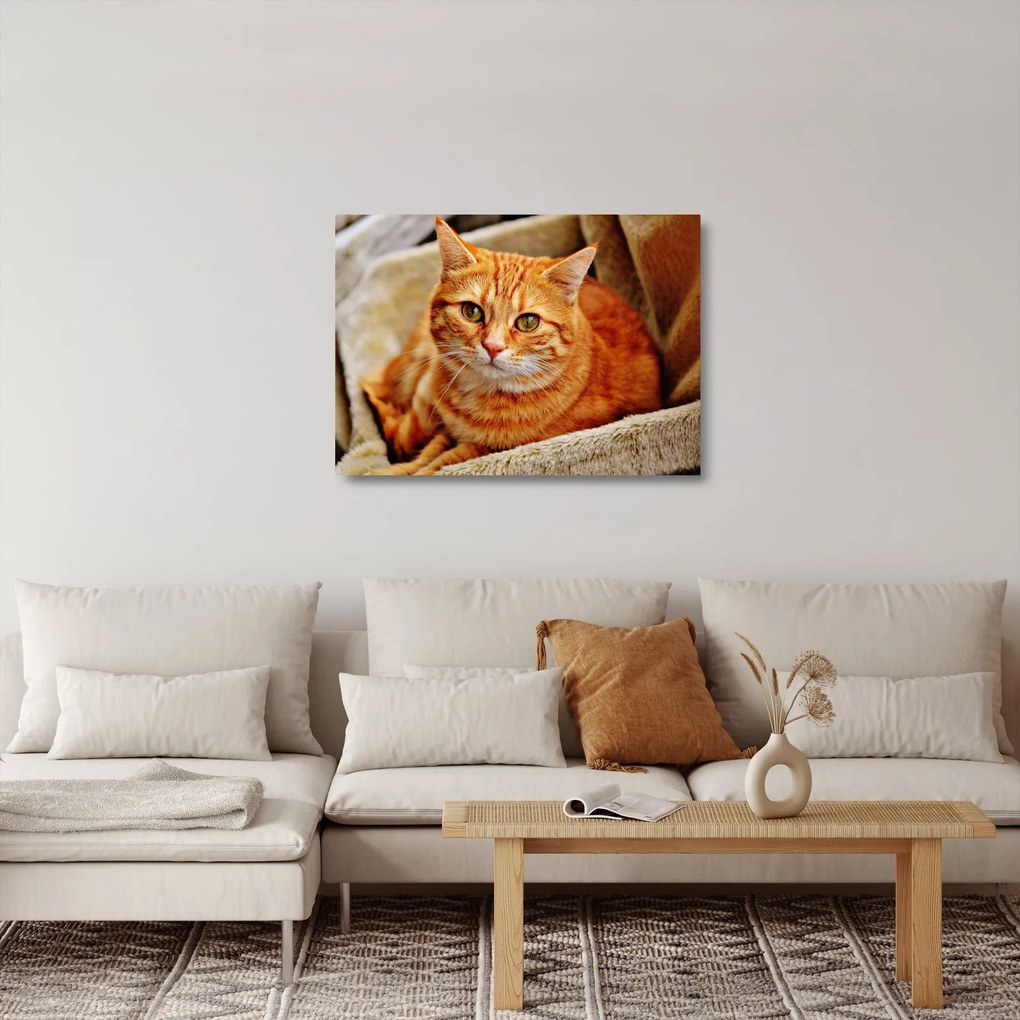 Egy fekvő macska képe (üvegen) (70x50 cm)