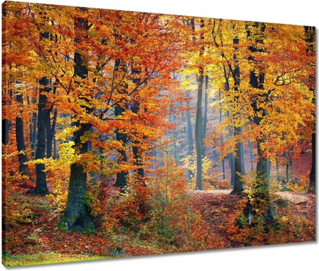 Vászonkép 80x60 Arany ősz