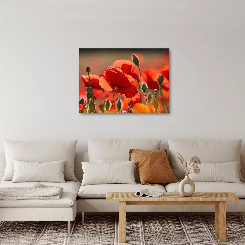Pipacsok képe (70x50 cm)