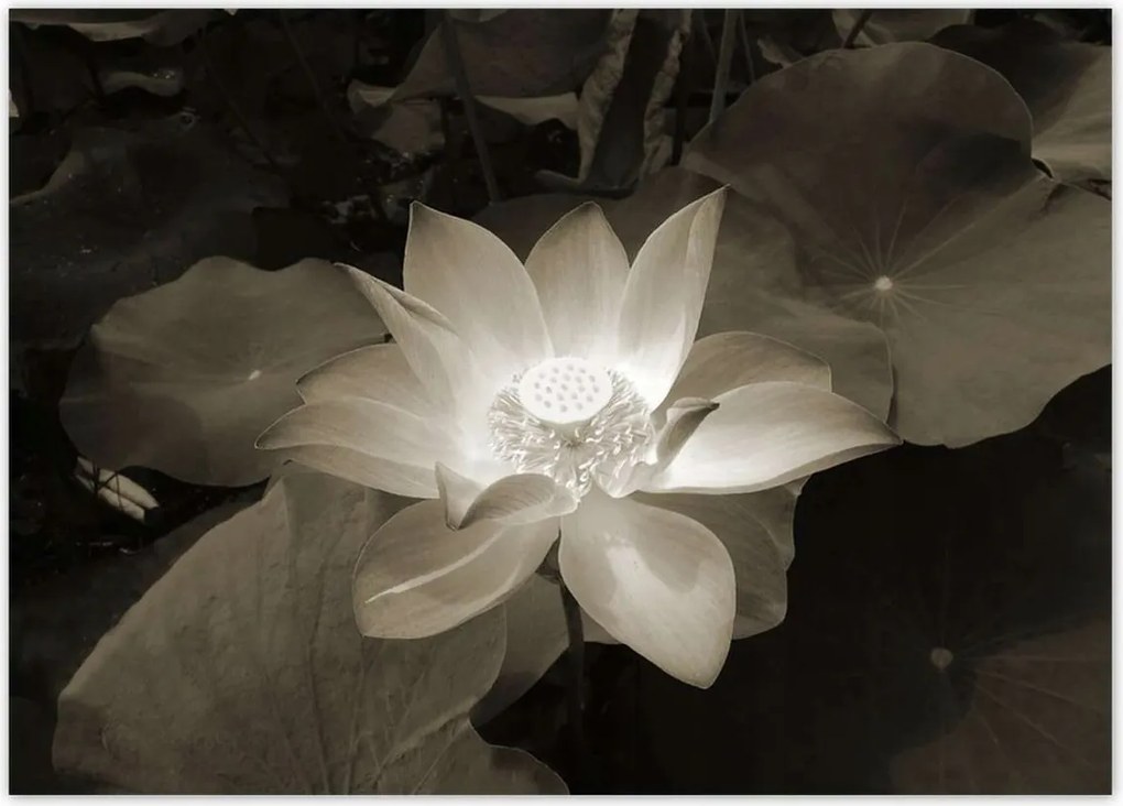 Poszterek 70x50 Lótusz Lótuszvirág