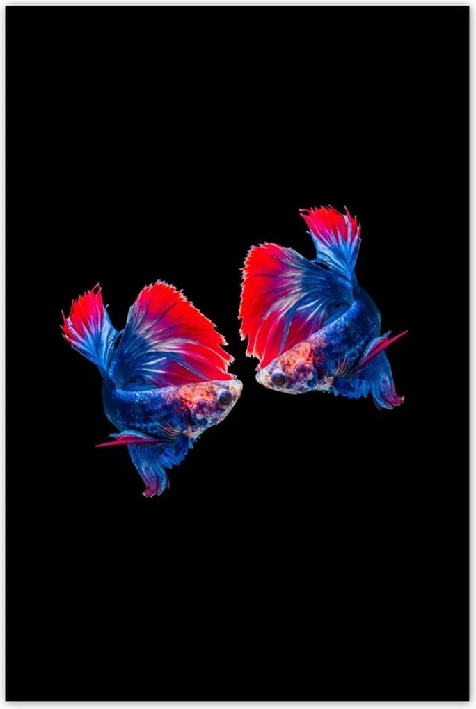 Poszterek 80x120 Harcoló sziámi halak