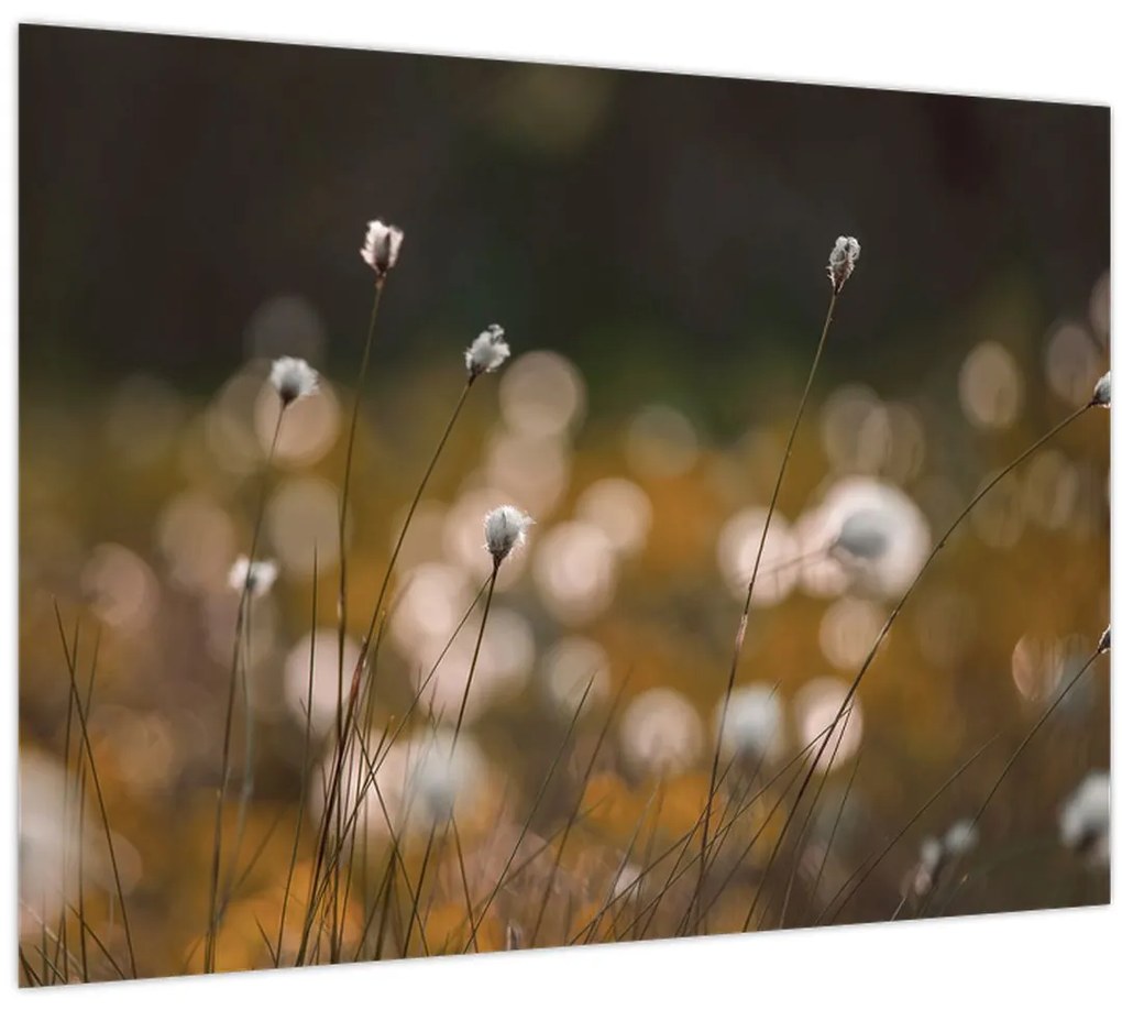 Üveg kép - Gyapotfűvel borított rét N⁰2 (70x50 cm)