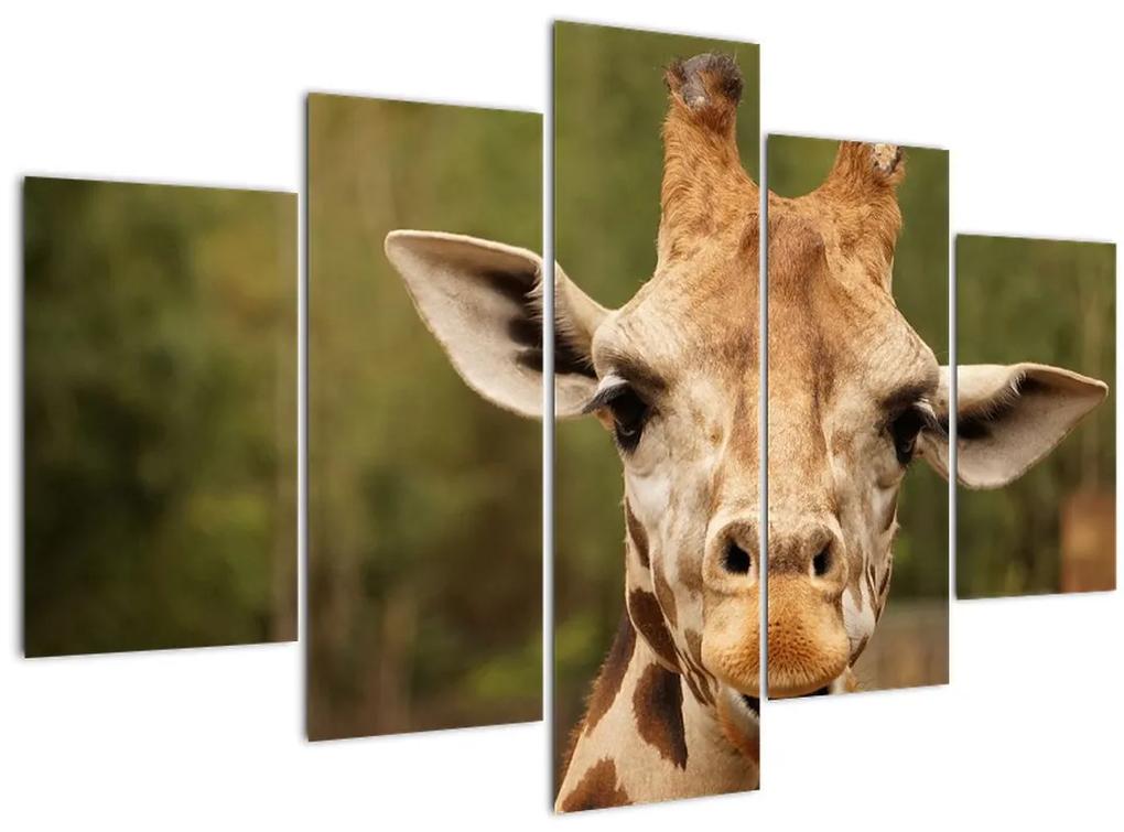 Egy zsiráf képe (150x105 cm)