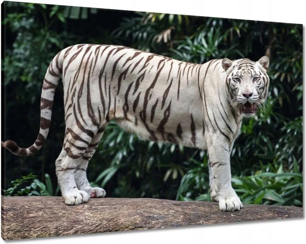 Vászonkép 100x70 Fehér tigris Nagy macska