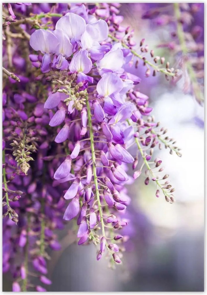 Poszterek 70x100 Lila virágok Virágok