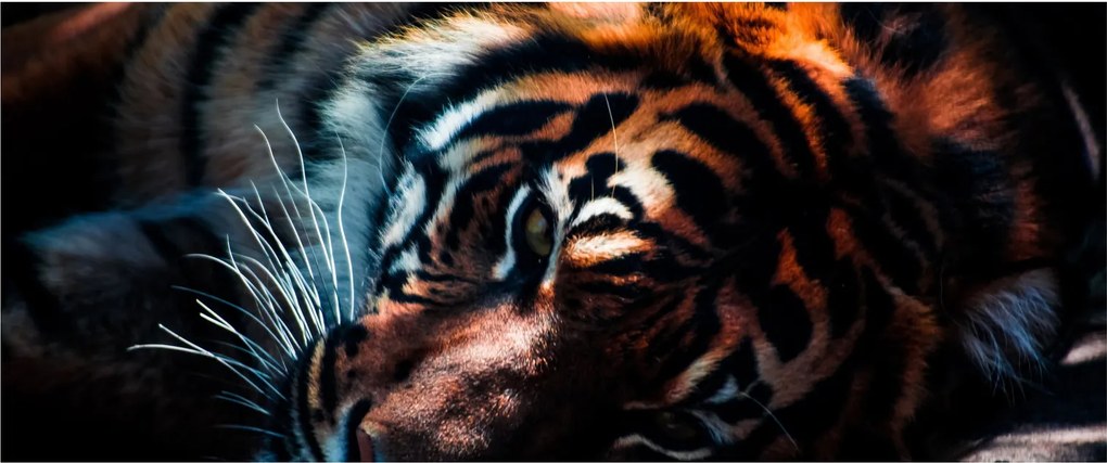 Egy fekvő tigris képe (120x50 cm)