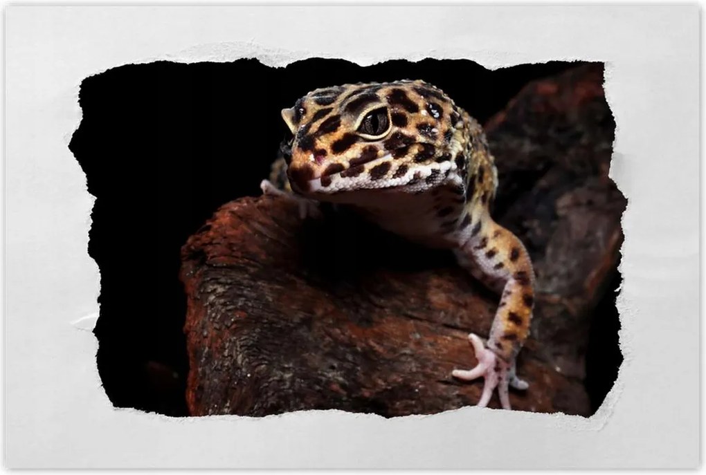 Poszterek 120x80 Gekkó leopárd gyík