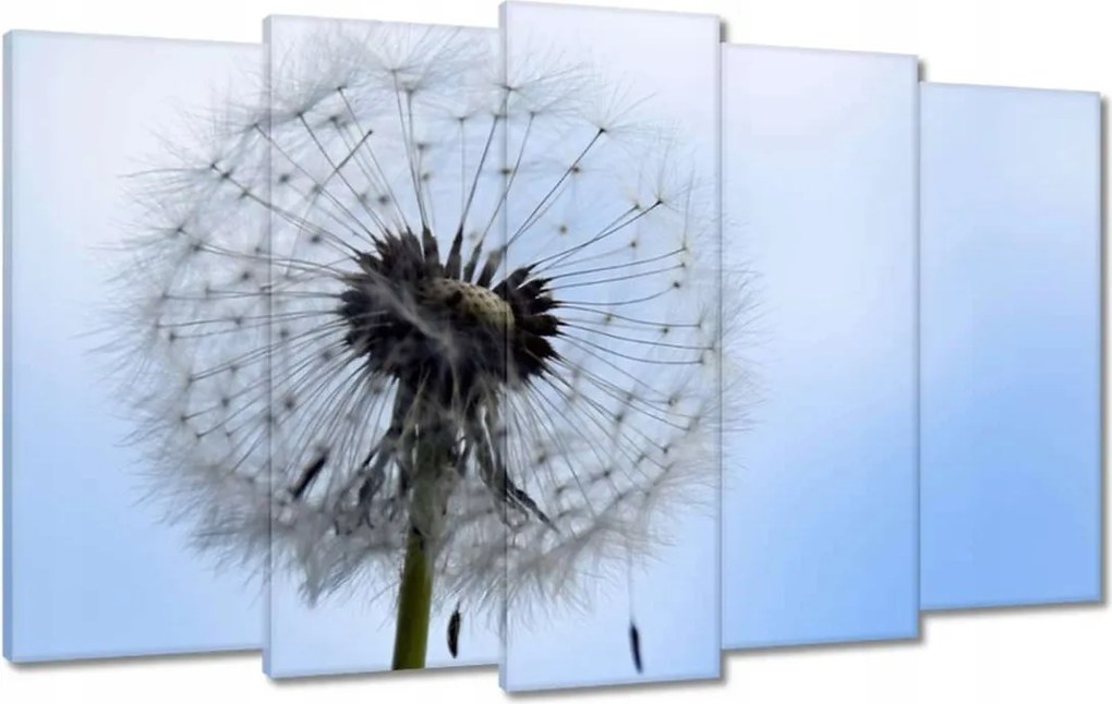 Vászonkép 100x60 Hétköznapi pitypang