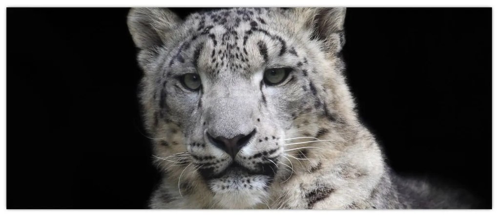 Kép - Snow Leopard (120x50 cm)