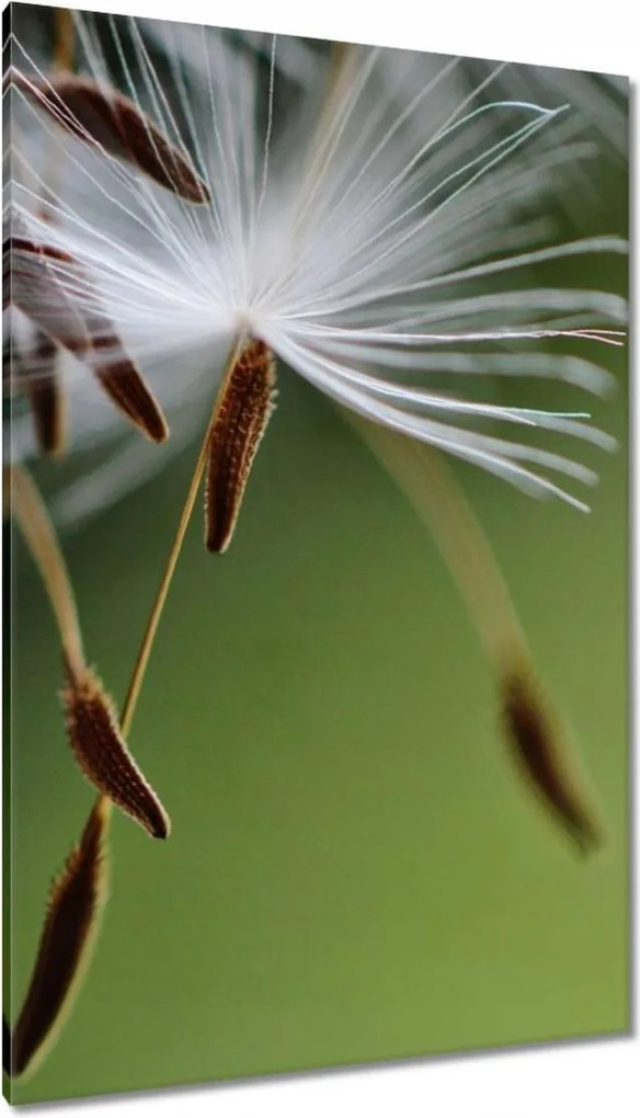 Vászonkép 80x120 Pitypang Virág Virágok