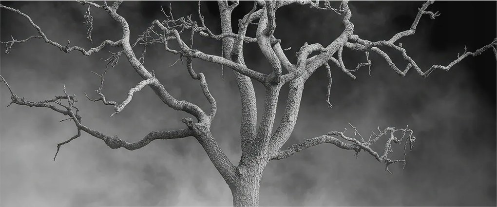 Flizelin tapéta falra Prémium ködös fa 250x104