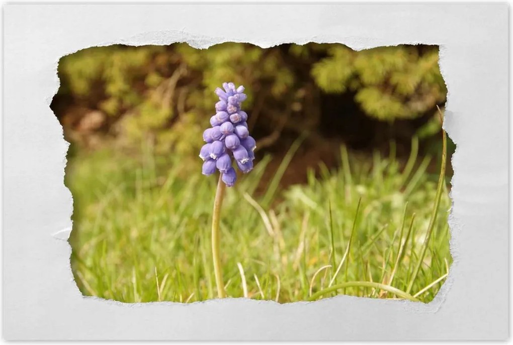 Poszter 60x40 Lila virág