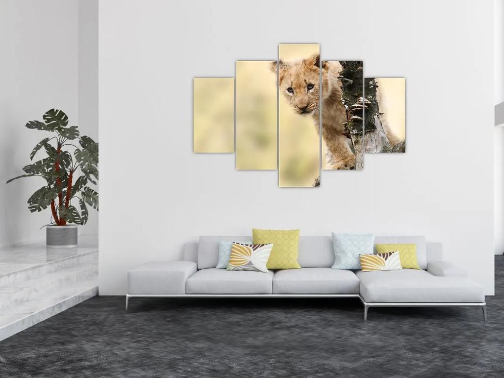 Egy oroszlán kölyök képe (150x105 cm)