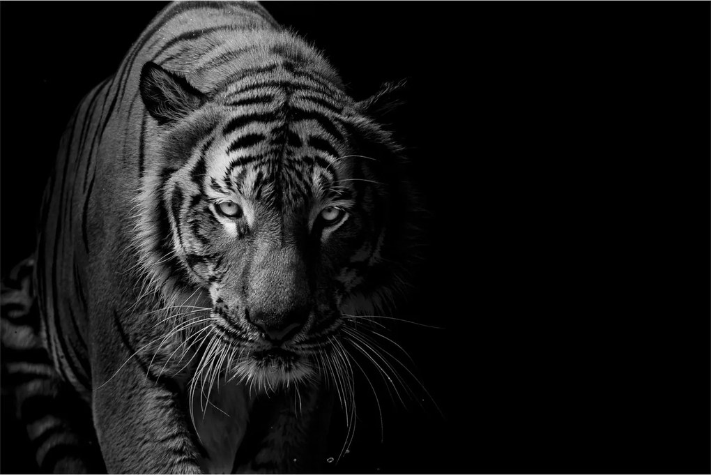 Egy vadtigris képe (90x60 cm)