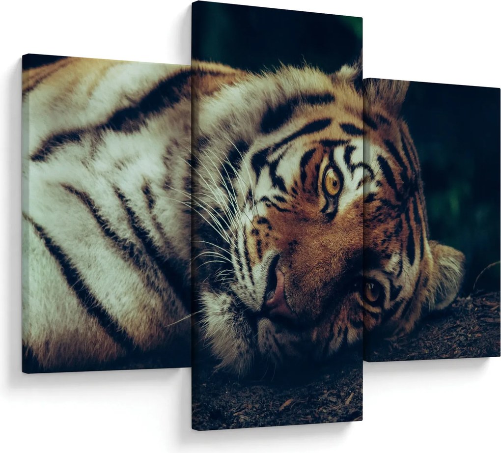 Kép - Szibériai tigris (90x60 cm)