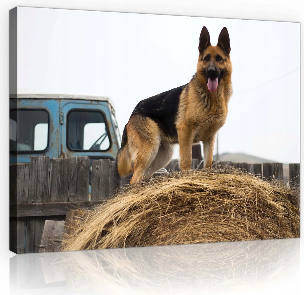 Vászonkép 60x40 Német juhászkutya széna vidéki nyugalom hűség