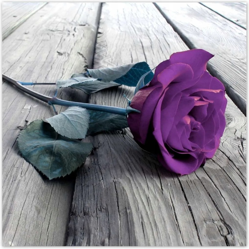 Poszterek 100x100 Lila rózsa padló