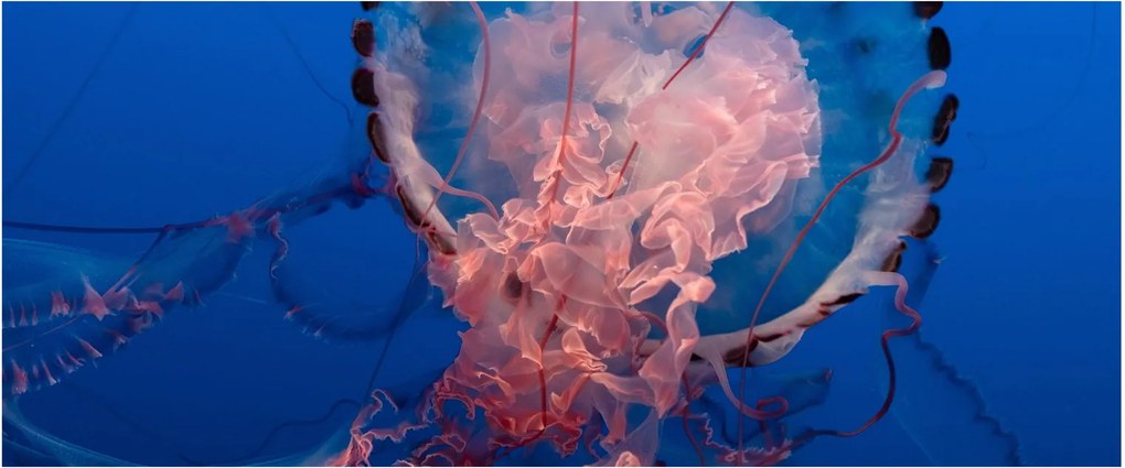 Medúza képe (120x50 cm)