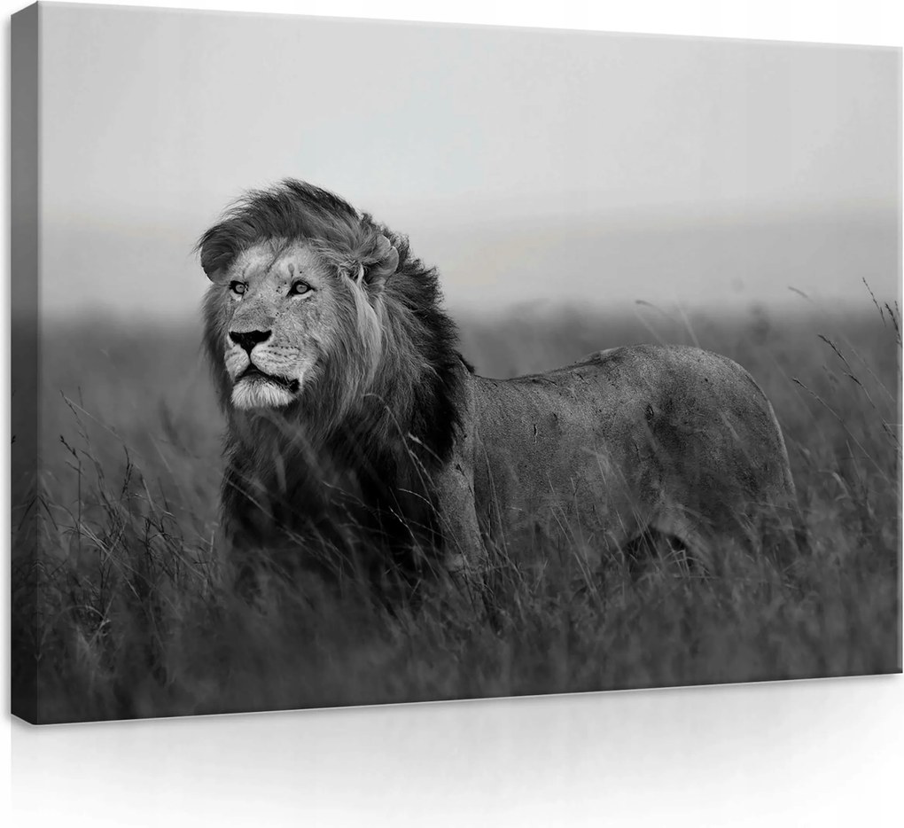 Vászonkép 70x50 Oroszlán fekete-fehér vad természet szavanna erő nyugalom portré