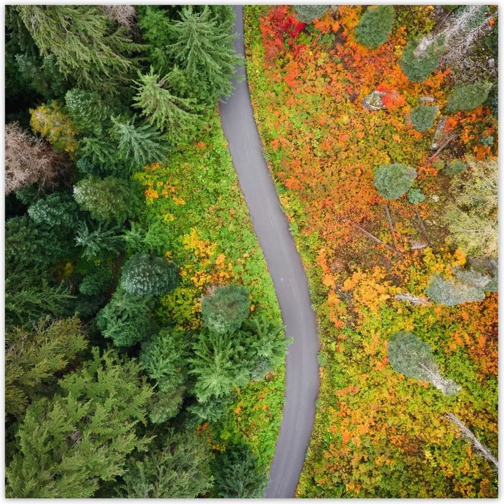 Poszterek 100x100 Út Erdő Ősz