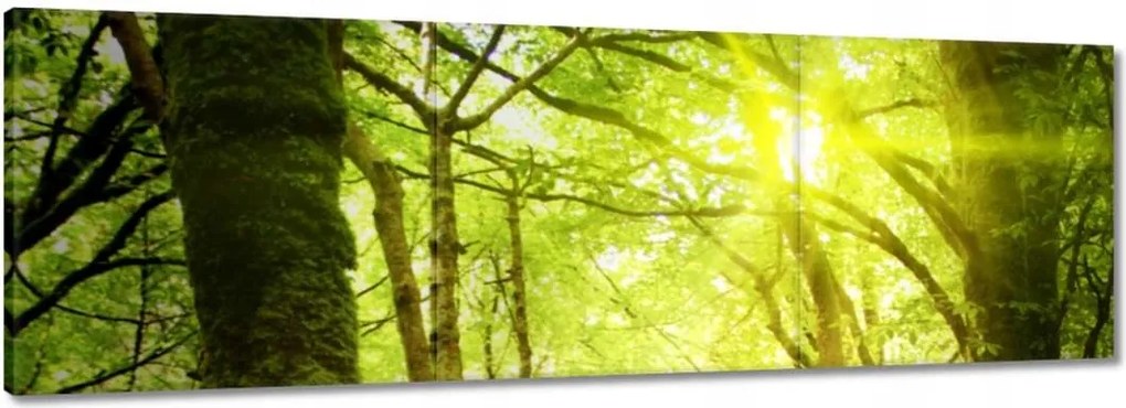 Vászonkép 150x50 Varázslatos erdő Tájkép