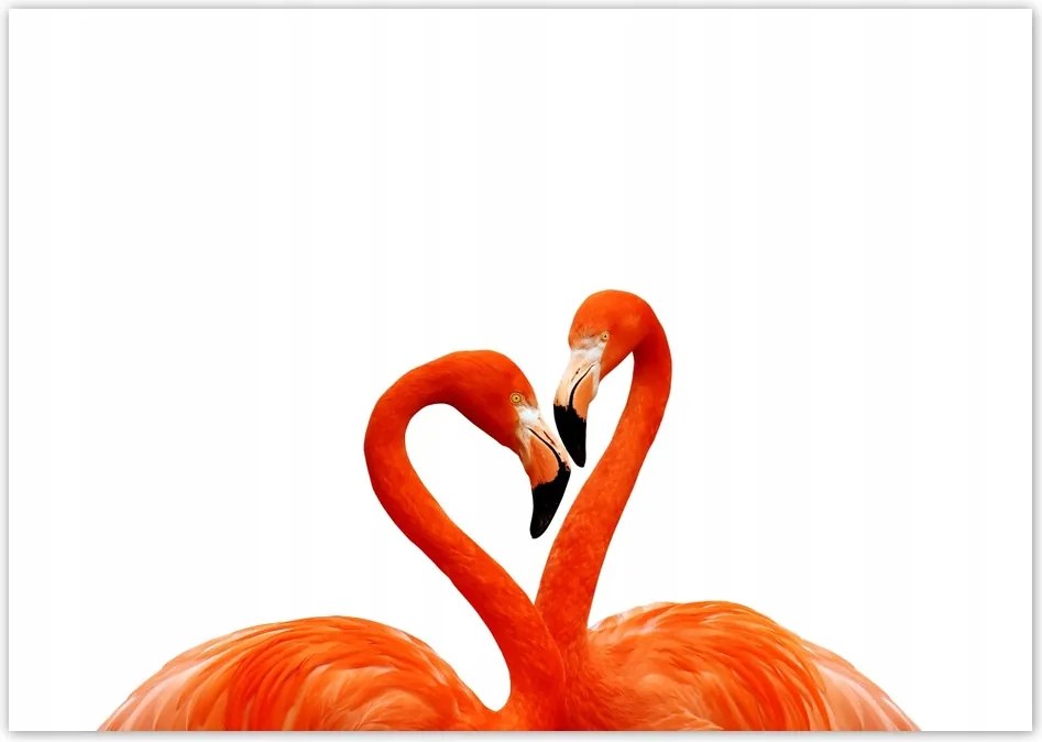 Fotótapéta flizelina 208x146 Egy pár flamingó