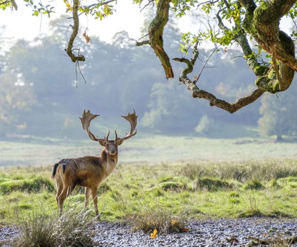 Poszter 60x50cm Szarvas a fa alatt, Assaf Frank