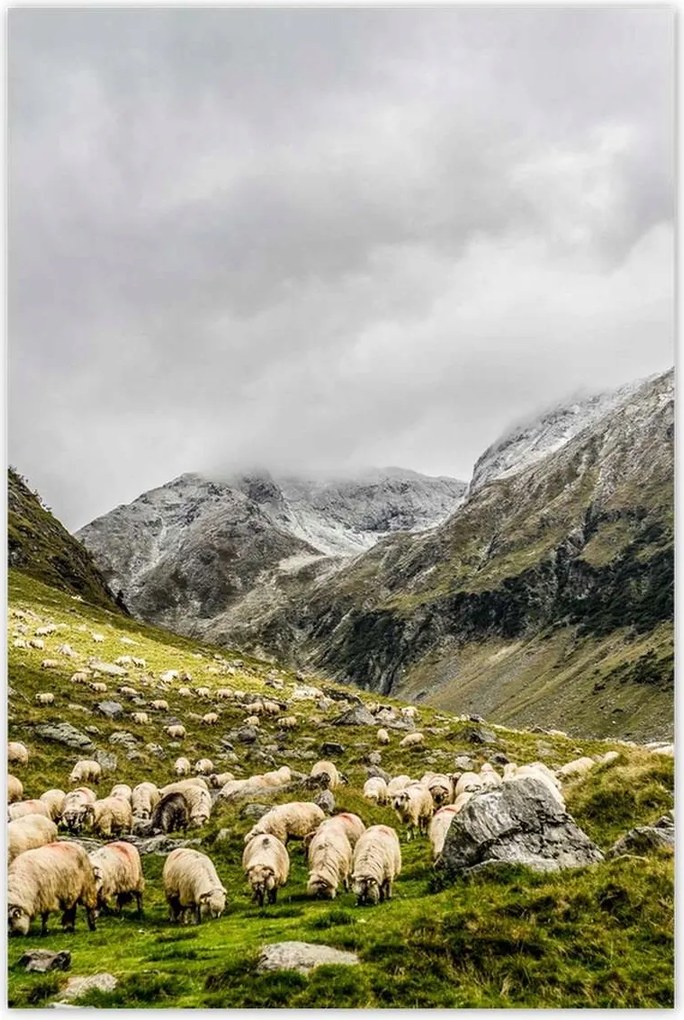 Poszterek 80x120 Juh legeltetés Bárányok Juhok