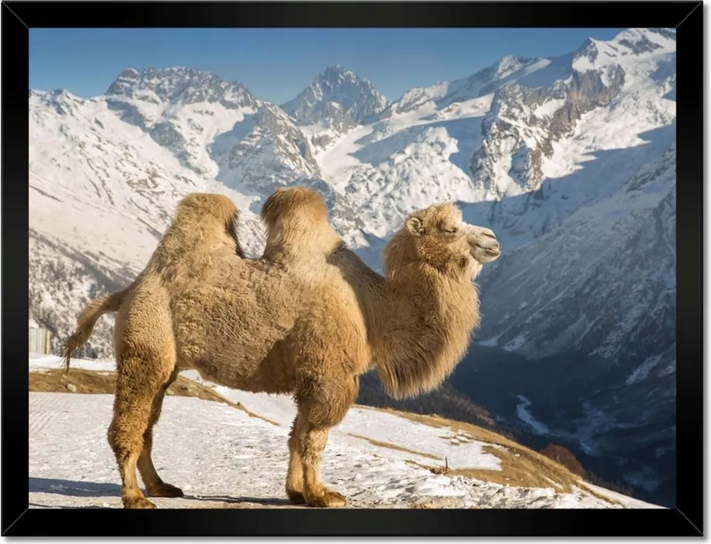 Poszterek keretben 40x30 Baktrián teve