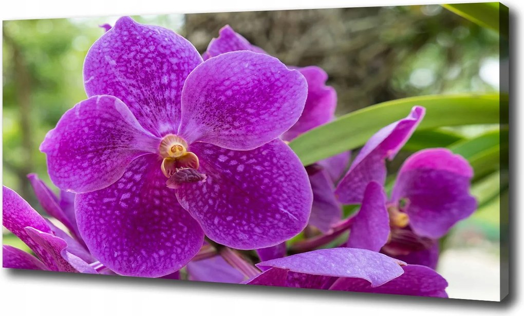 Canvas falikép Orchidea 100x70 cm