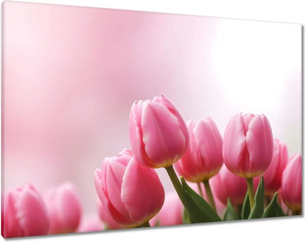 Vászonkép 100x70 Rózsaszín tulipánok