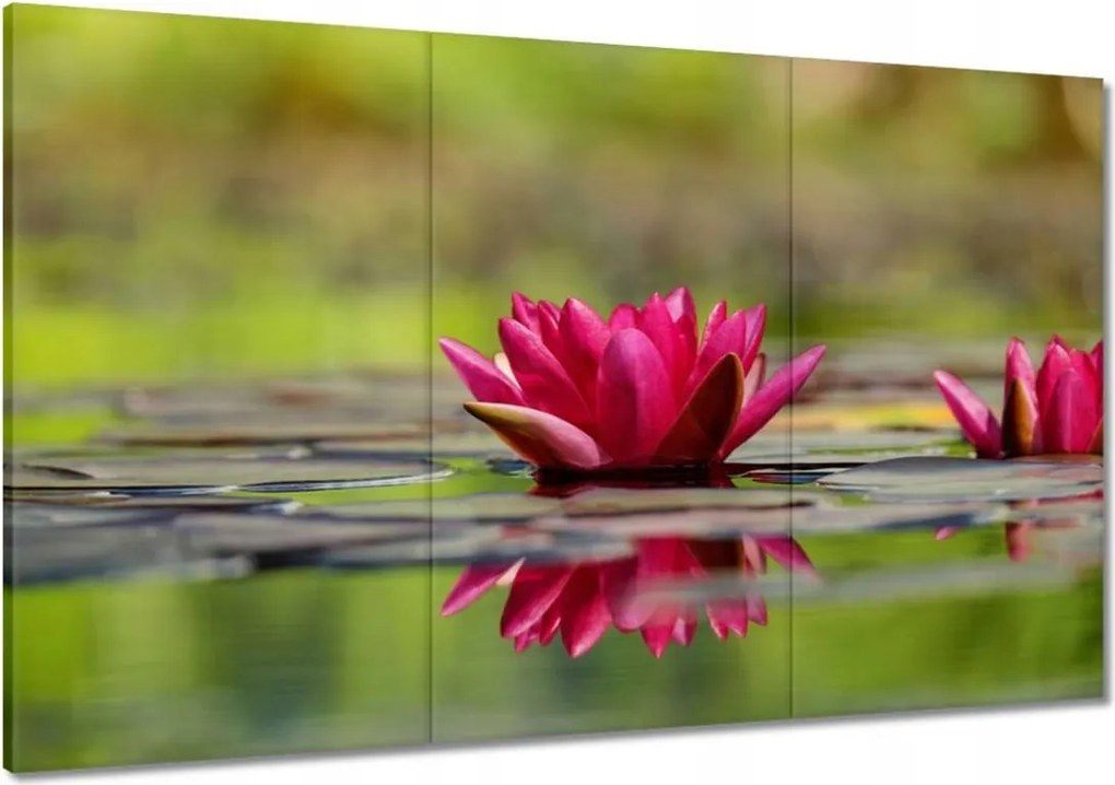 Vászonkép 120x80 Vízi liliom