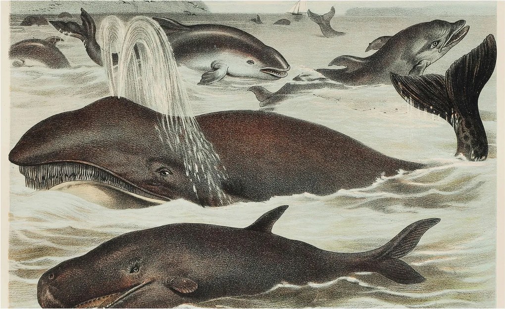 Matt Fotótapéta Flizelin Falra Tengeri lények 416x254 Ragasztó