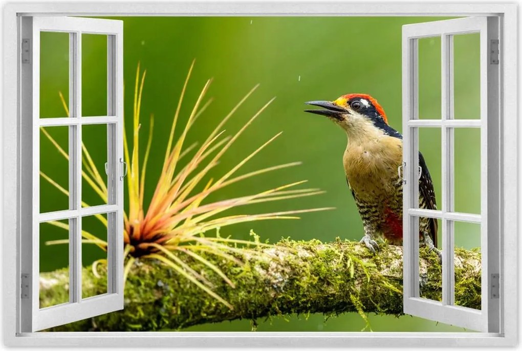 Poszterek 90x60 Madarak