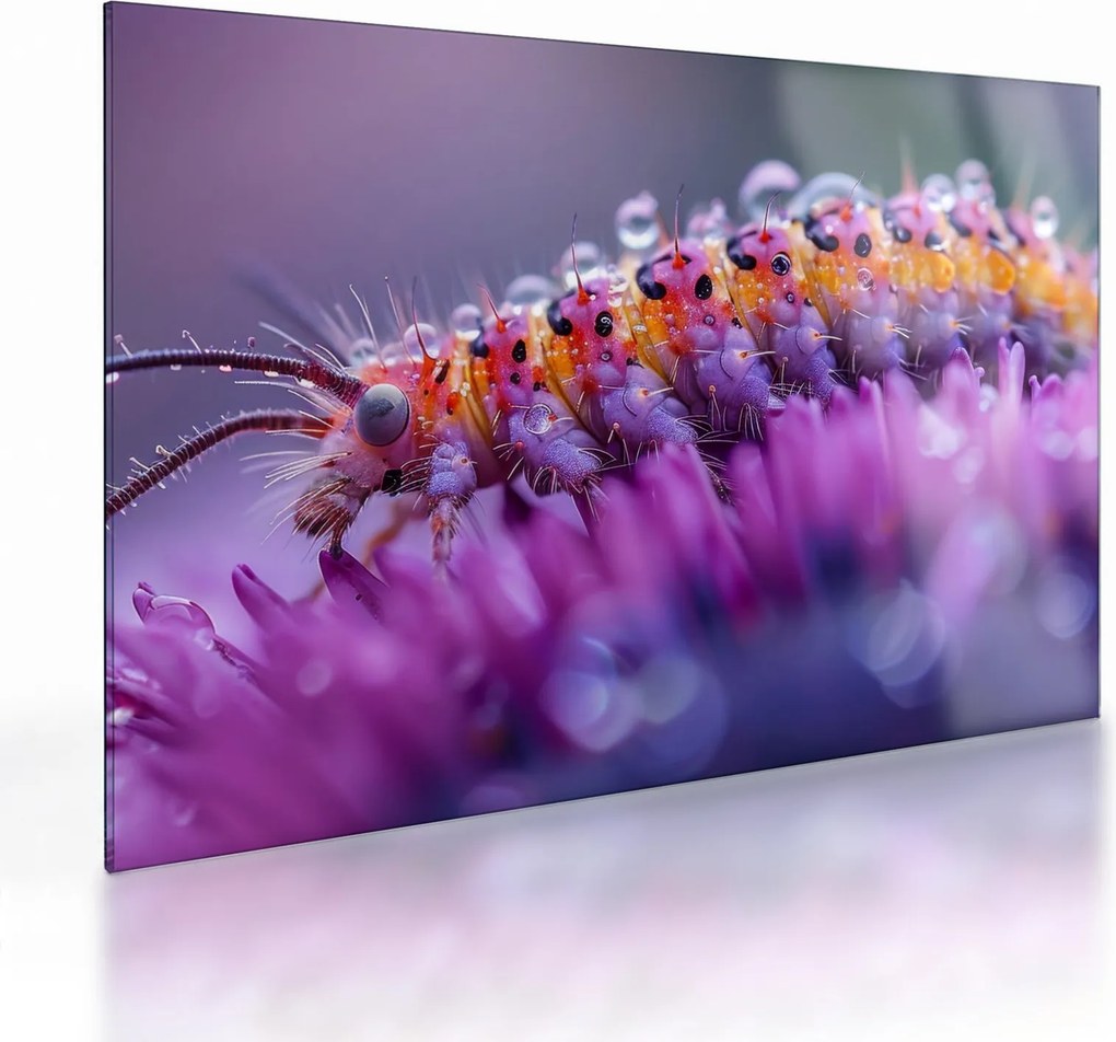 Üveg kép - Caterpillar (70x50 cm)