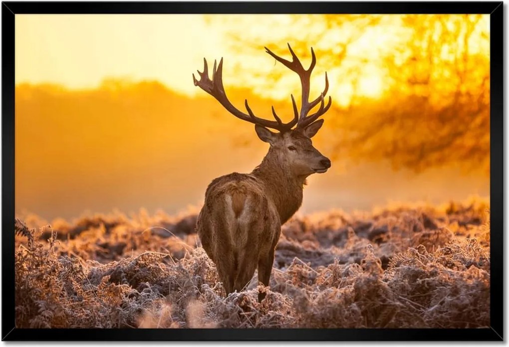 Poszter keretben 60x40 Szarvas napfelkeltekor
