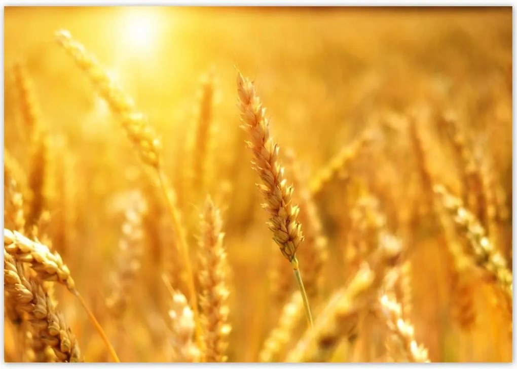 Poszterek 100x70 Gabona érik a napfényben