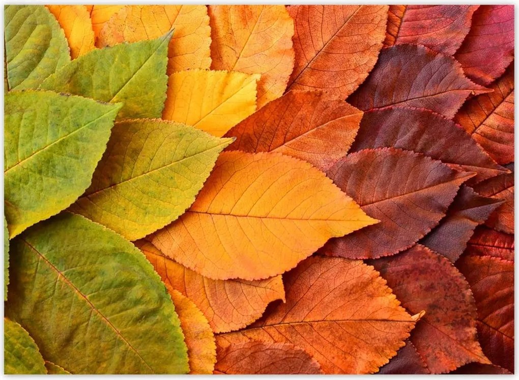 Fotótapéták 254x184 Őszi színes levelek Levelek az ősz színeiben