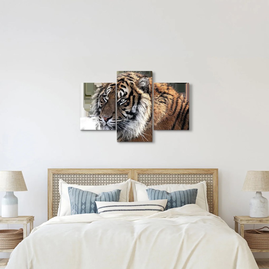 Tigris képe (90x60 cm)