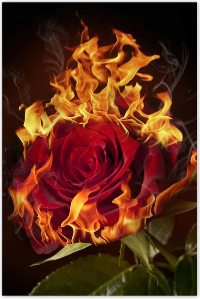 Poszterek 80x120 Vörös lángoló rózsa