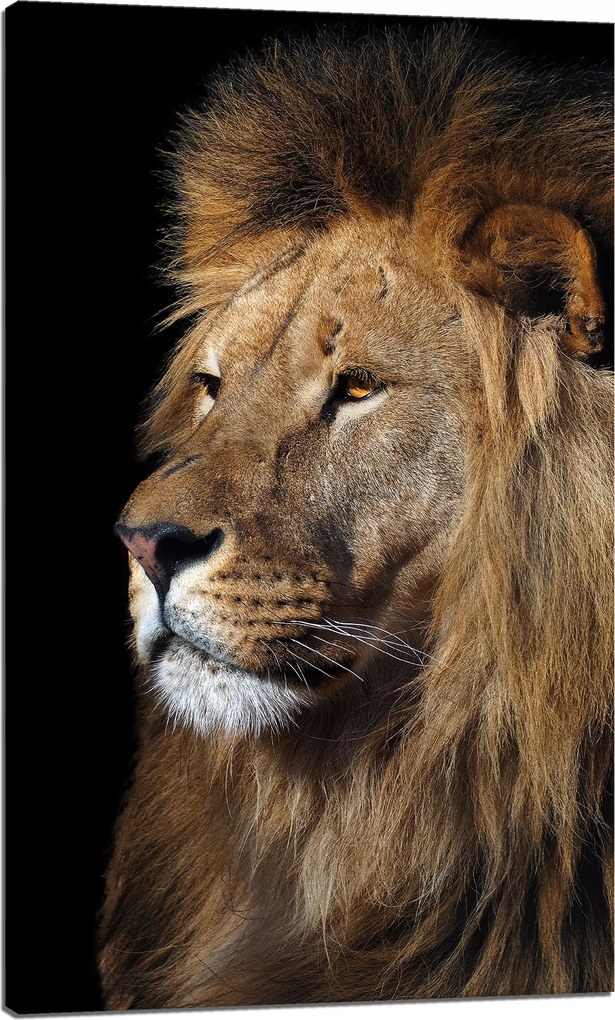 Vászonkép Veszélyes Fenséges Oroszlán Állat 60x100 cm