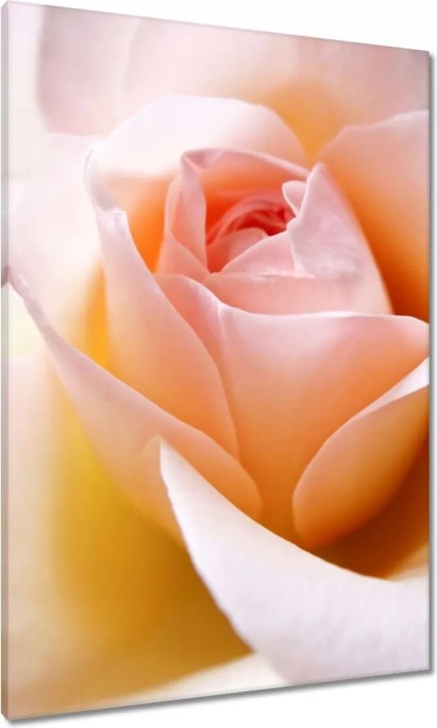 Vászonkép 70x100 Finom rózsa