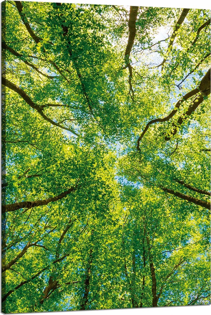 Vászonkép Fák Levelek Természet Erdő Tavasz 80x120 cm