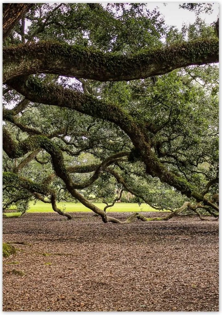 Poszterek 70x100 Szétnyitható tölgy