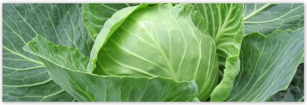 Poszterek 200x66 Fiatal káposzta