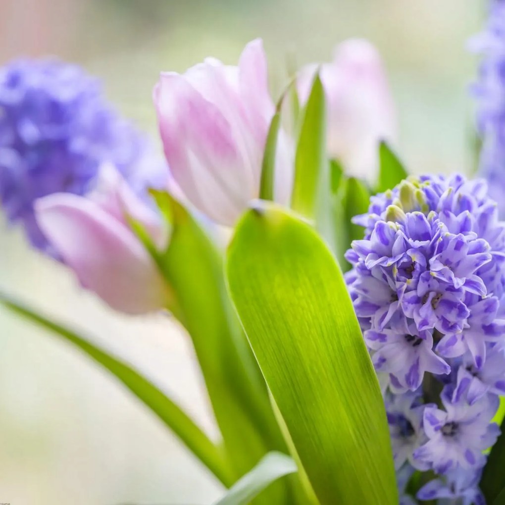 Poszter 90x90cm Jácint és tulipánok közelkép, Assaf Frank