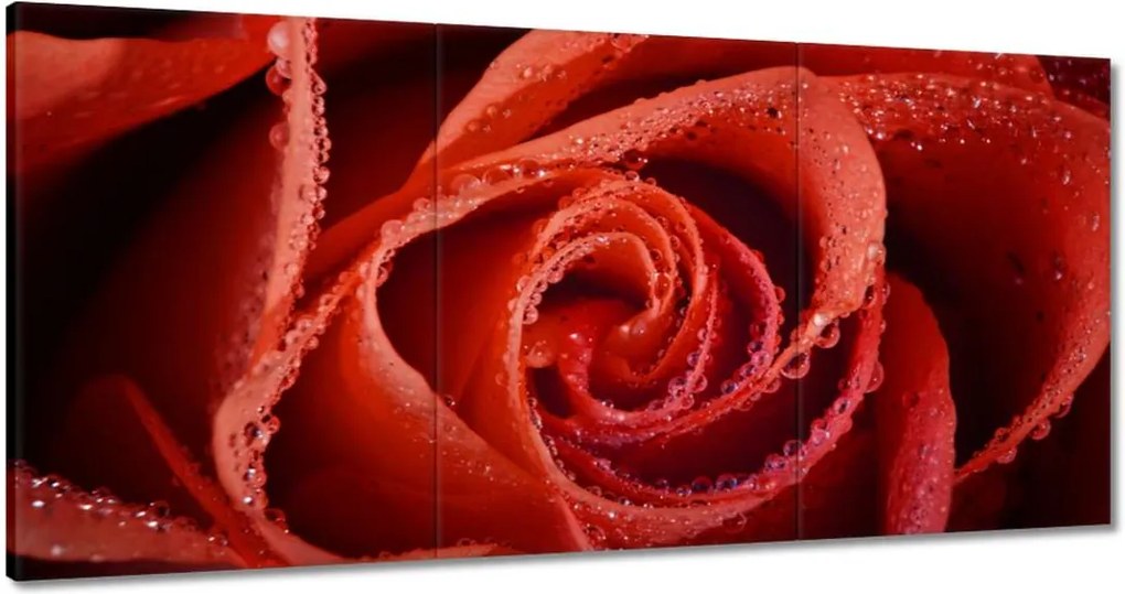 Vászonkép 180x90 Harmatcseppek a rózsán