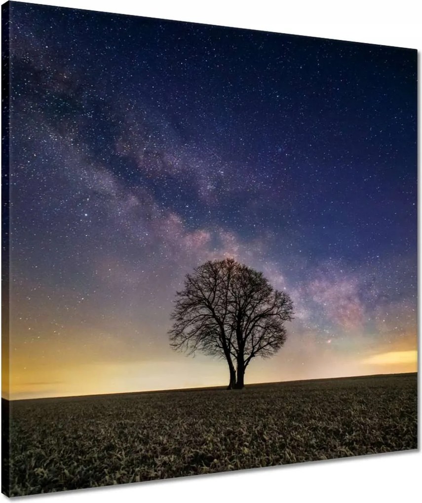 Vászonkép 50x50 Magányos fa és csillagok