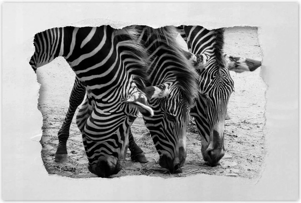 Poszterek 120x80 Három zebra