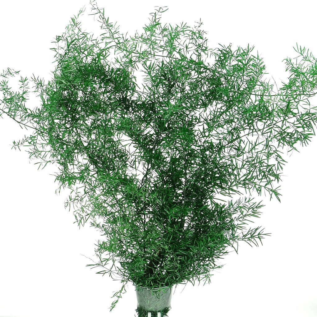 Stabilizált Asparagus Sprengeri zöld spárga csokor szárított virágok